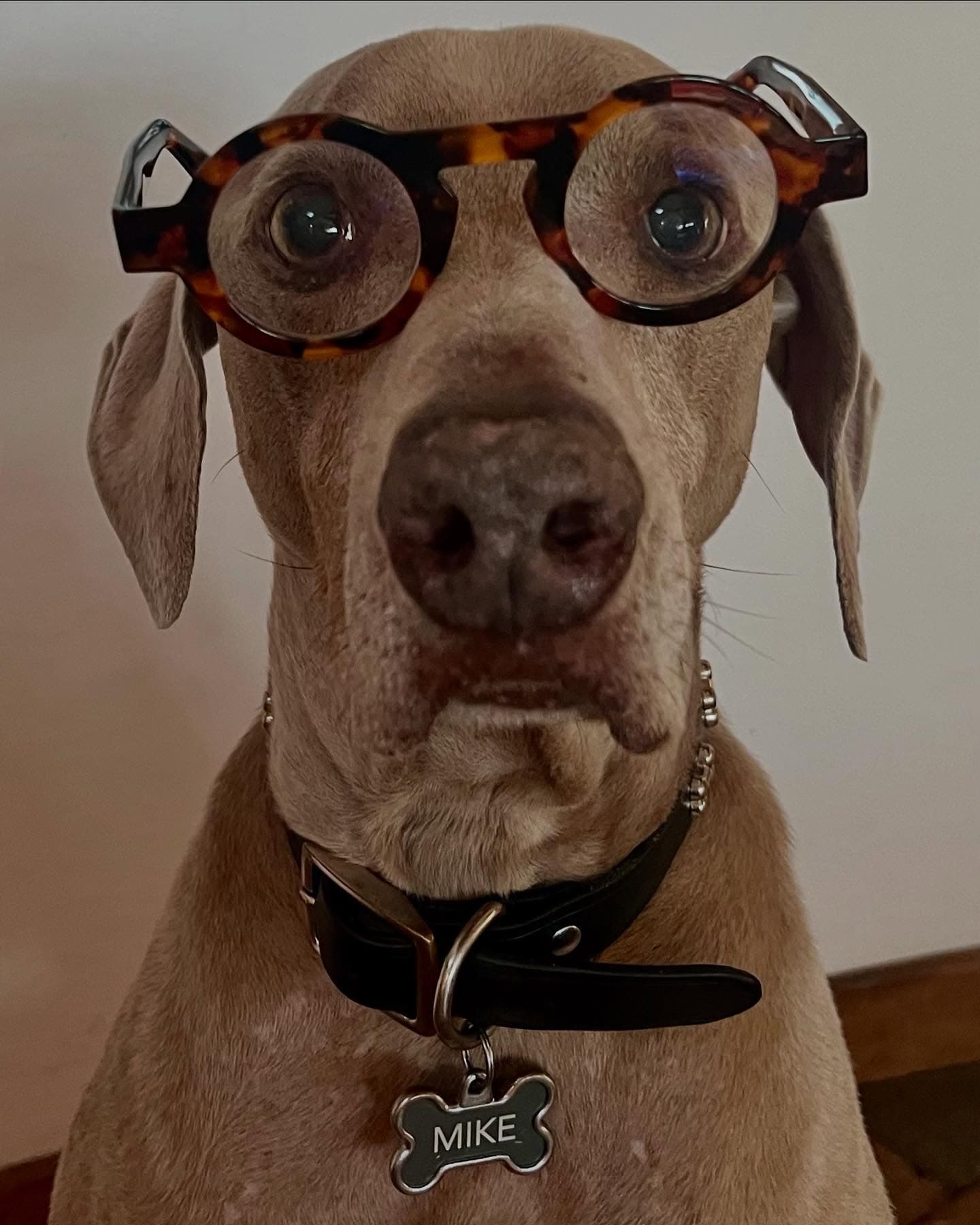 Mike - Estudio de Irma Sofia Poeter